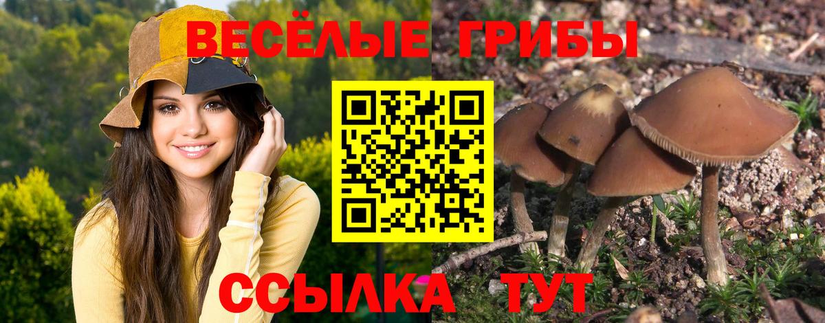 Галлюциногенные грибы Psilocybine cubensis Ливны